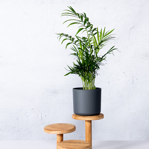 Mexicaanse dwergpalm in elho pot